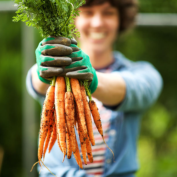 A person holding a bunch of fresh carrots in a garden